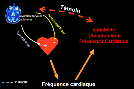 SNA deux ssytèmes.png